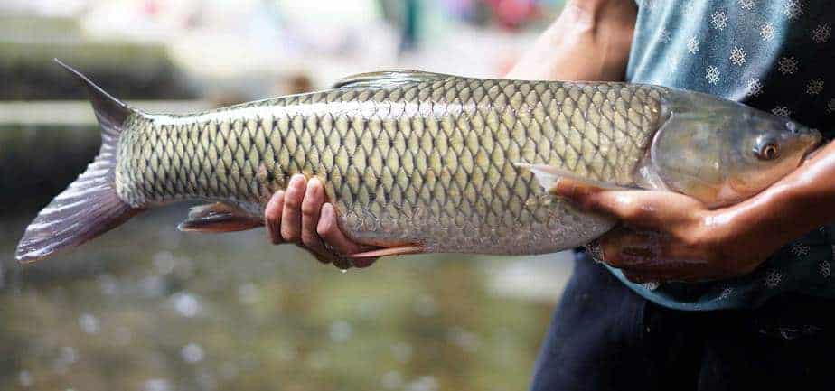 Mơ thấy ăn trộm cá là gì? đánh con đề nào - Chiêm bao thì đánh con lô gì